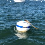 Mobilis-etm-marine-bouee-connectee-bea