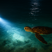 Tortue marine nageant sous la surface près d’une balise lumineuse immergée à spectre réduit, dans une mer calme au crépuscule
